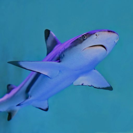 Send Shark Autoresponder Review 50,000 Subscribers_Get This Deal